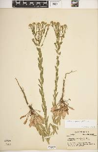 Lepidium campestre image