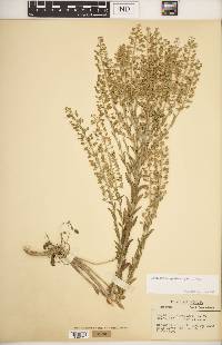 Lepidium campestre image