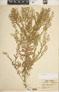 Lepidium campestre image