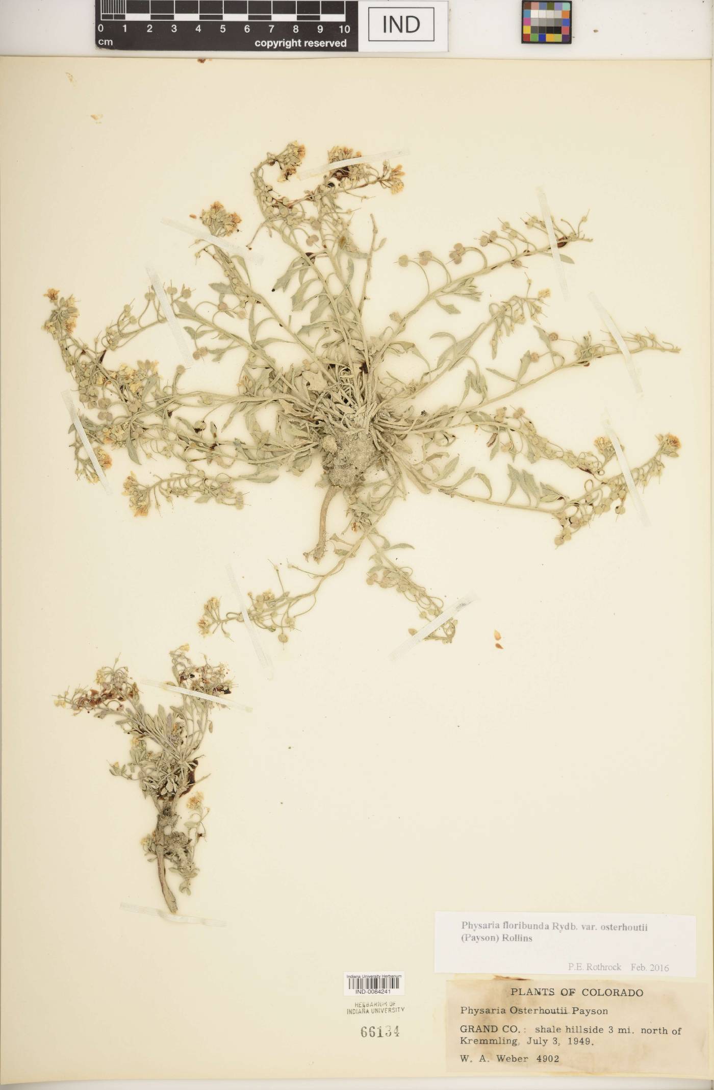 Physaria floribunda subsp. osterhoutii image