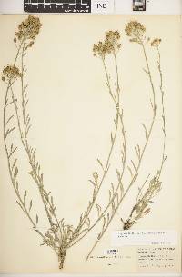 Image of Physaria × lindheimeri