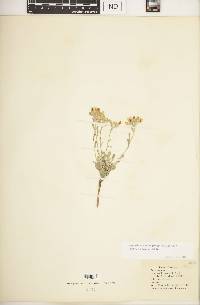 Physaria ovalifolia subsp. ovalifolia image