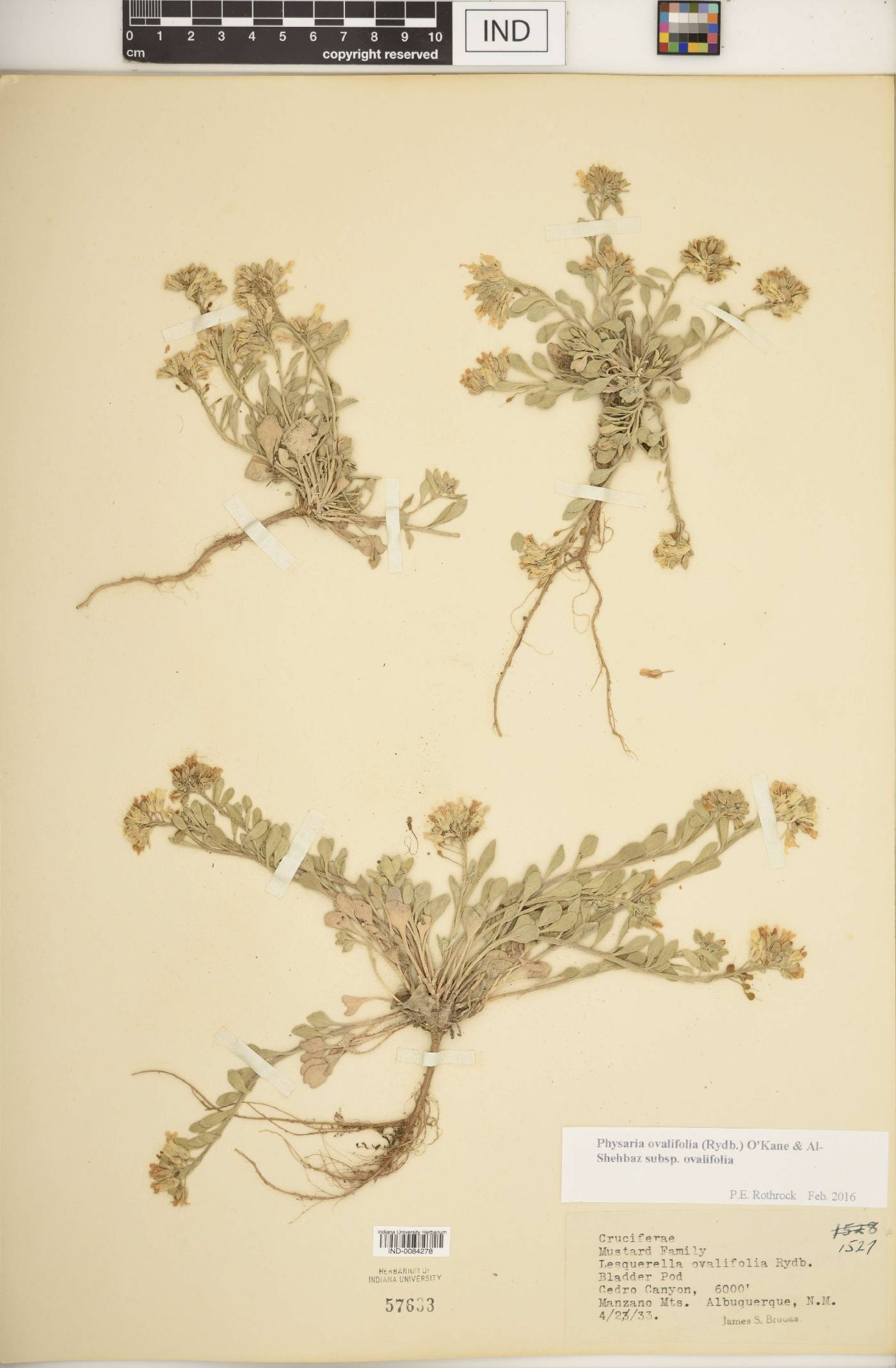 Physaria ovalifolia image