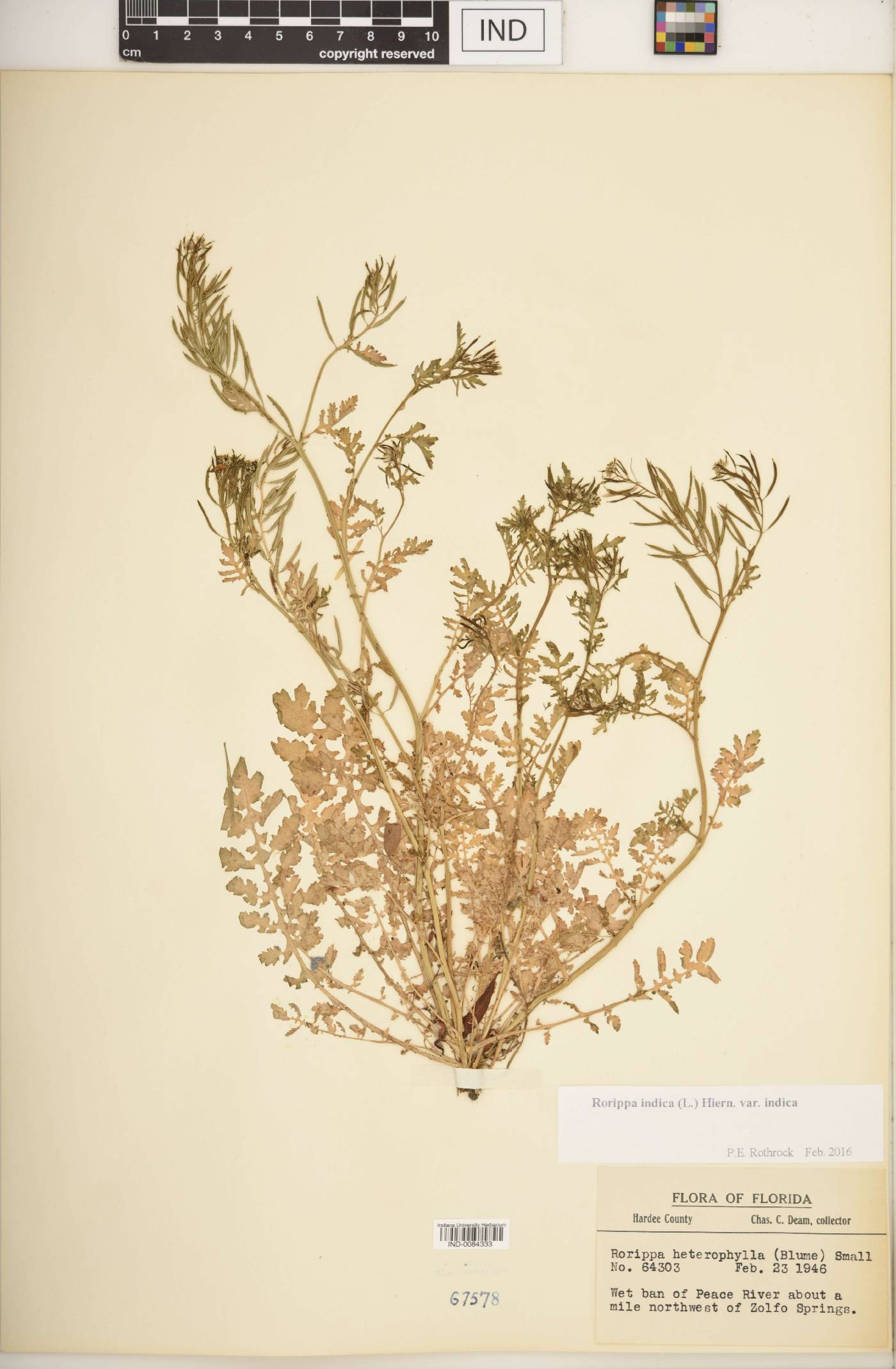 Rorippa indica var. indica image