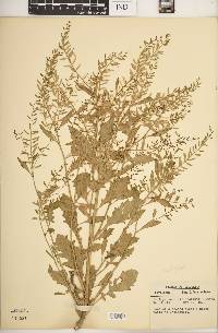 Rorippa sessiliflora image