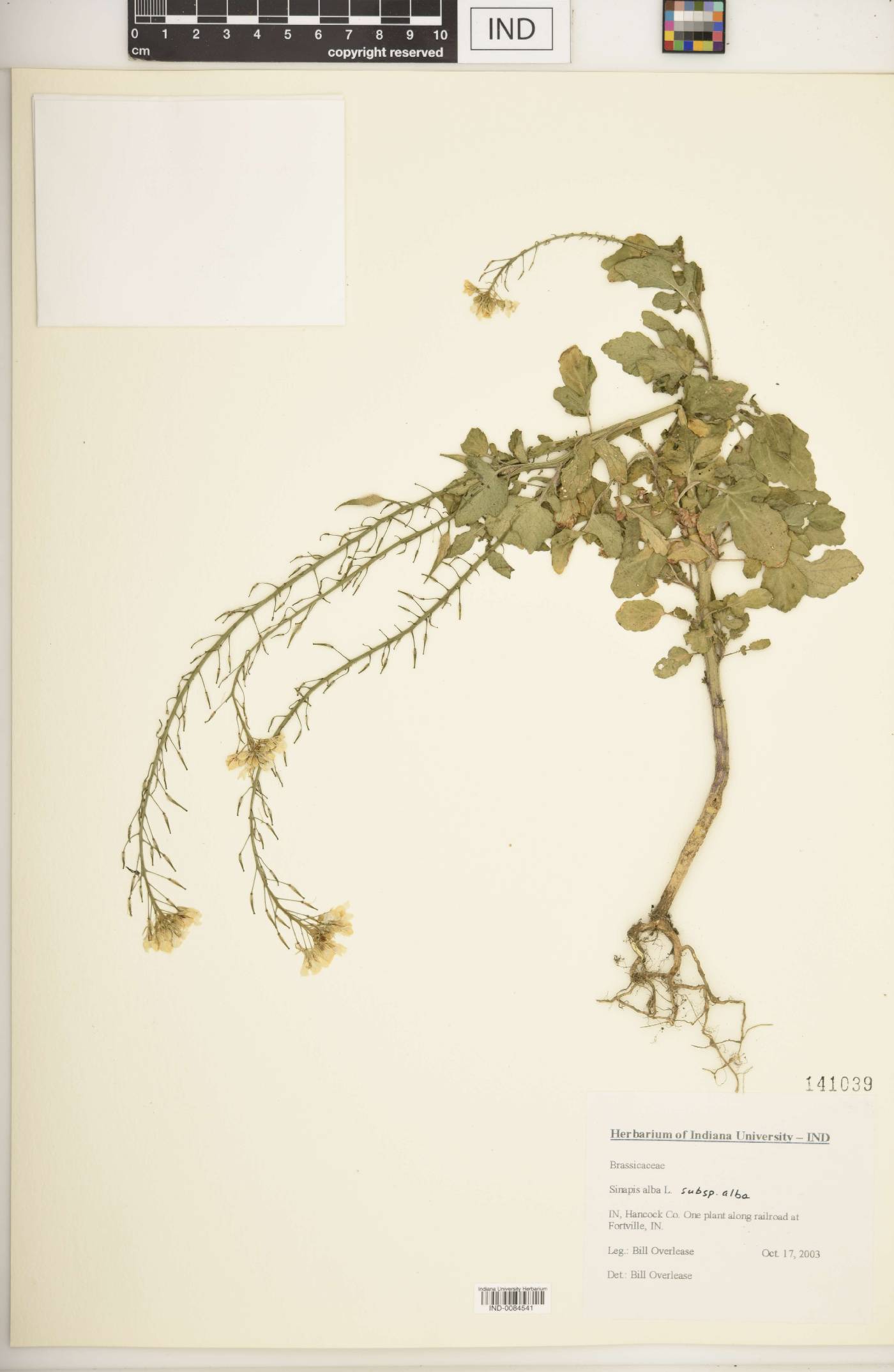 Sinapis alba subsp. alba image