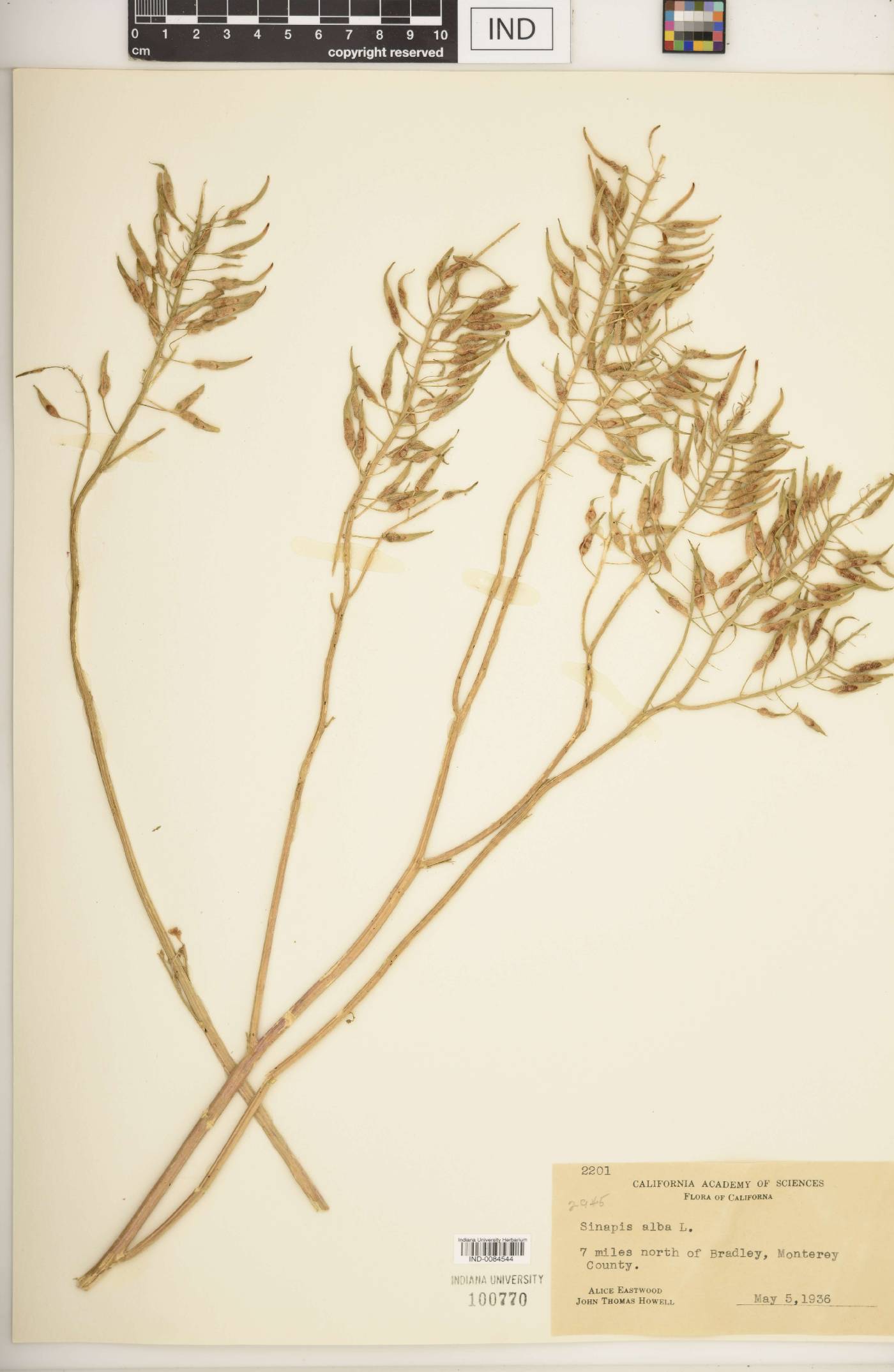 Sinapis alba image