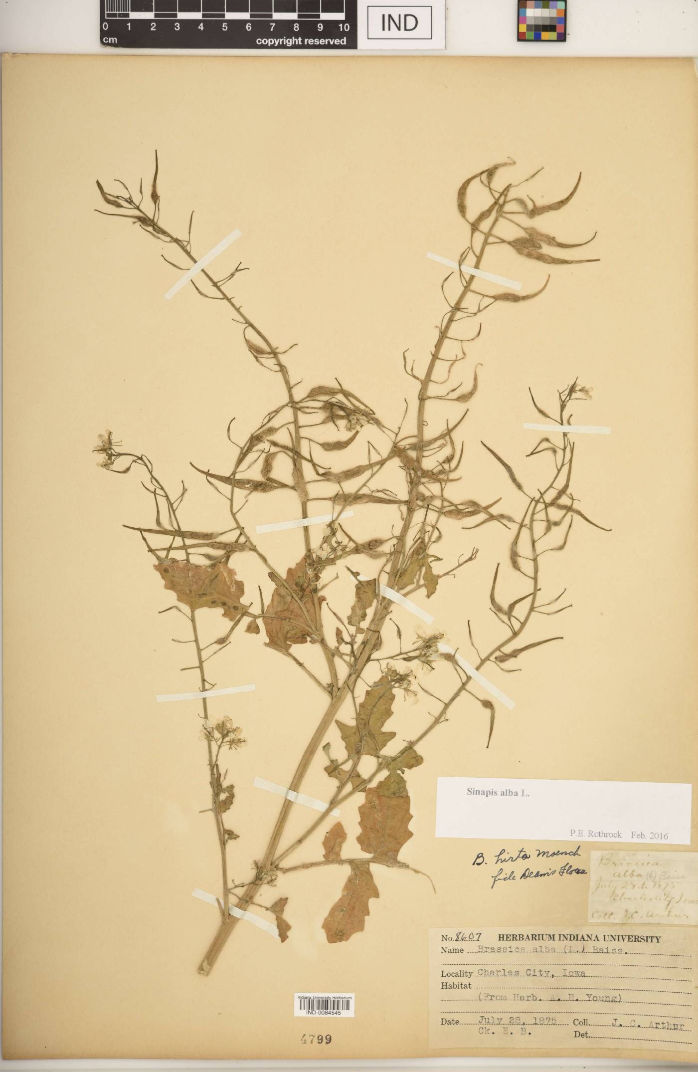 Sinapis alba image