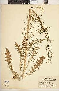 Sisymbrium altissimum image