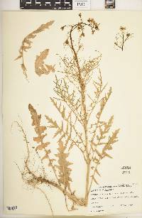 Sisymbrium altissimum image