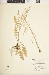 Sisymbrium altissimum image