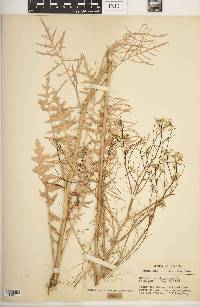 Sisymbrium altissimum image