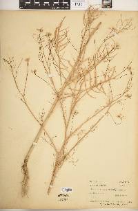 Sisymbrium altissimum image