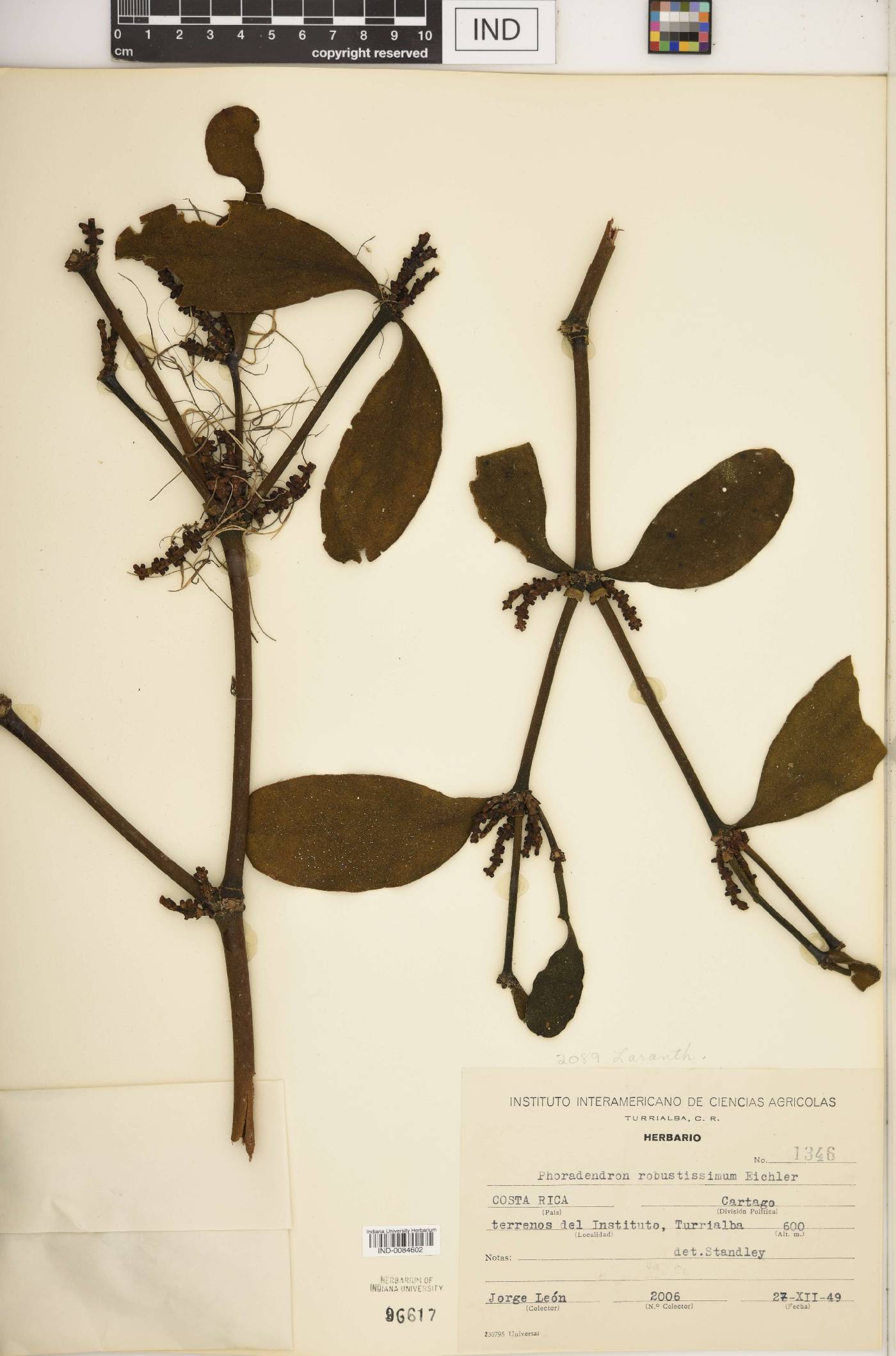 Phoradendron robustissimum image