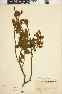 Phoradendron villosum image