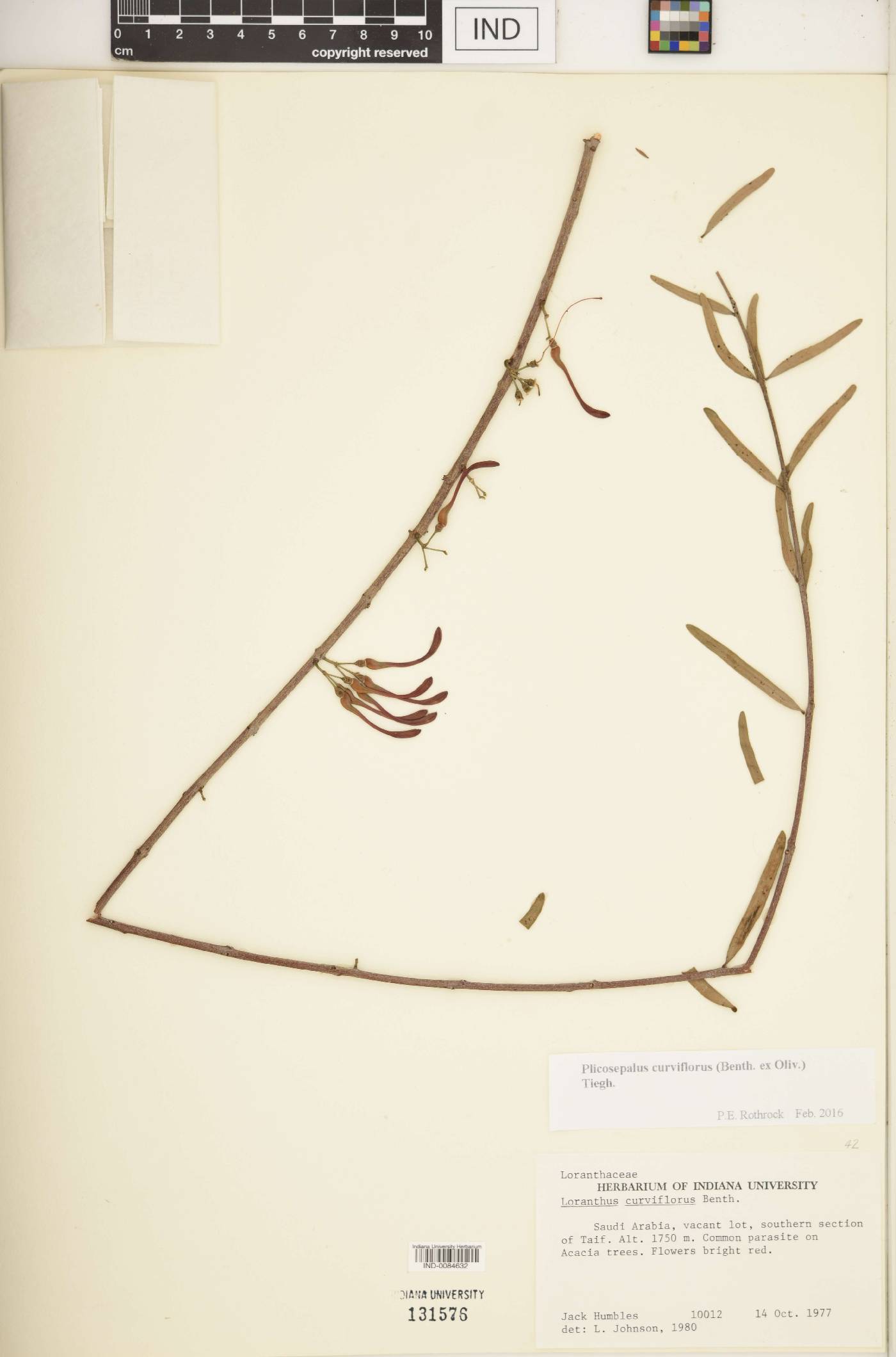 Plicosepalus curviflorus image
