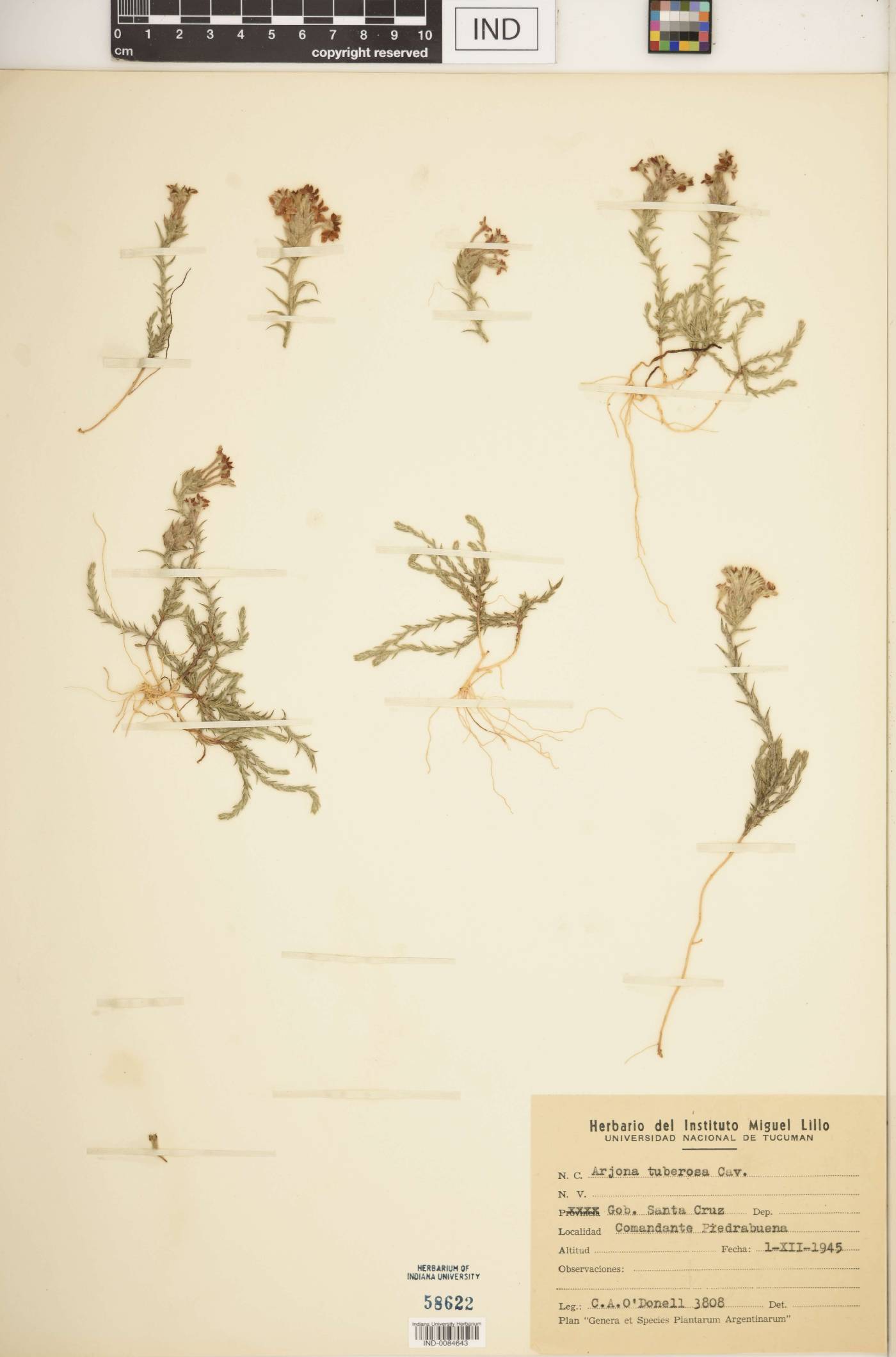 Arjona tuberosa image