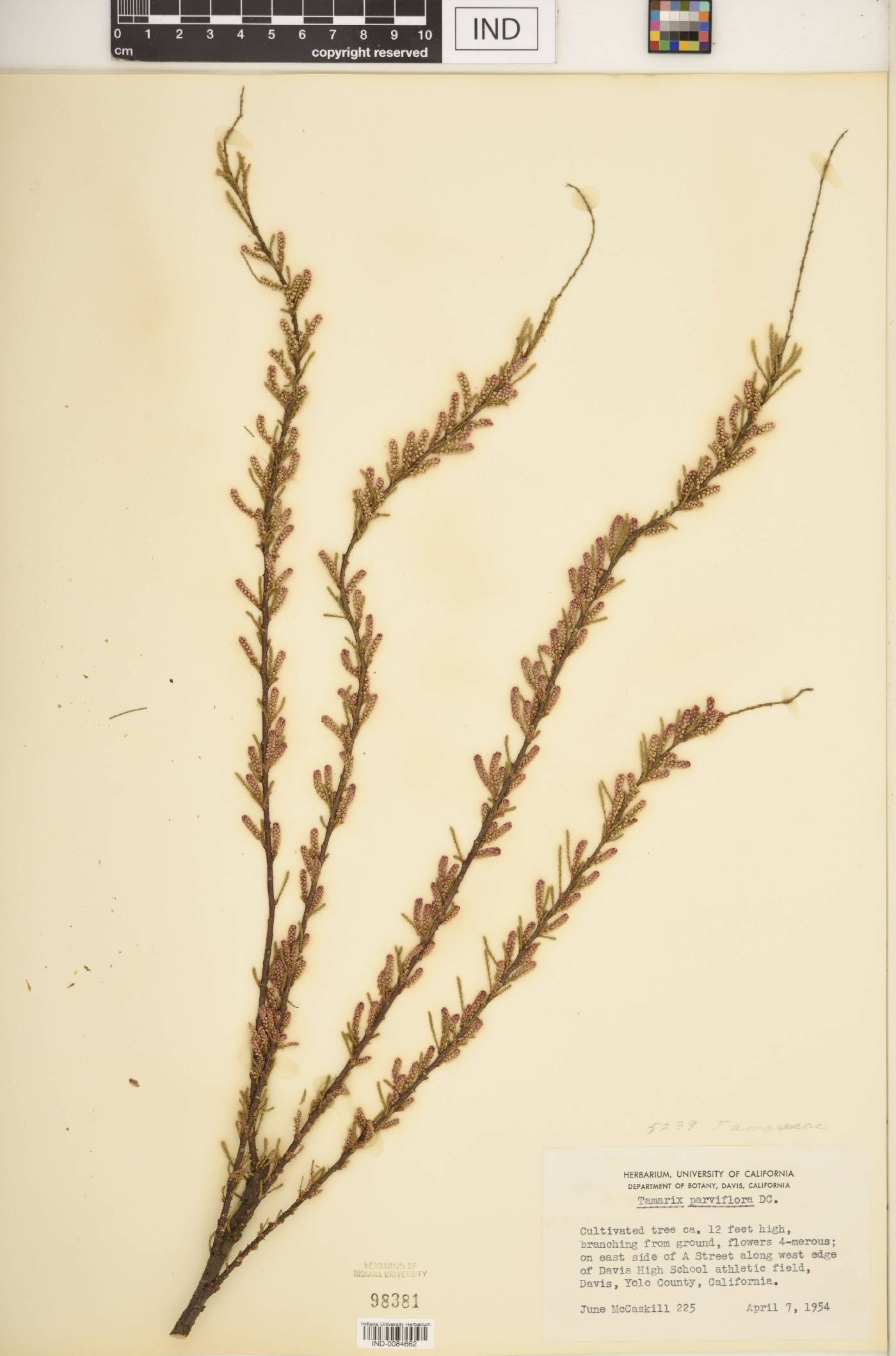 Tamarix parviflora image