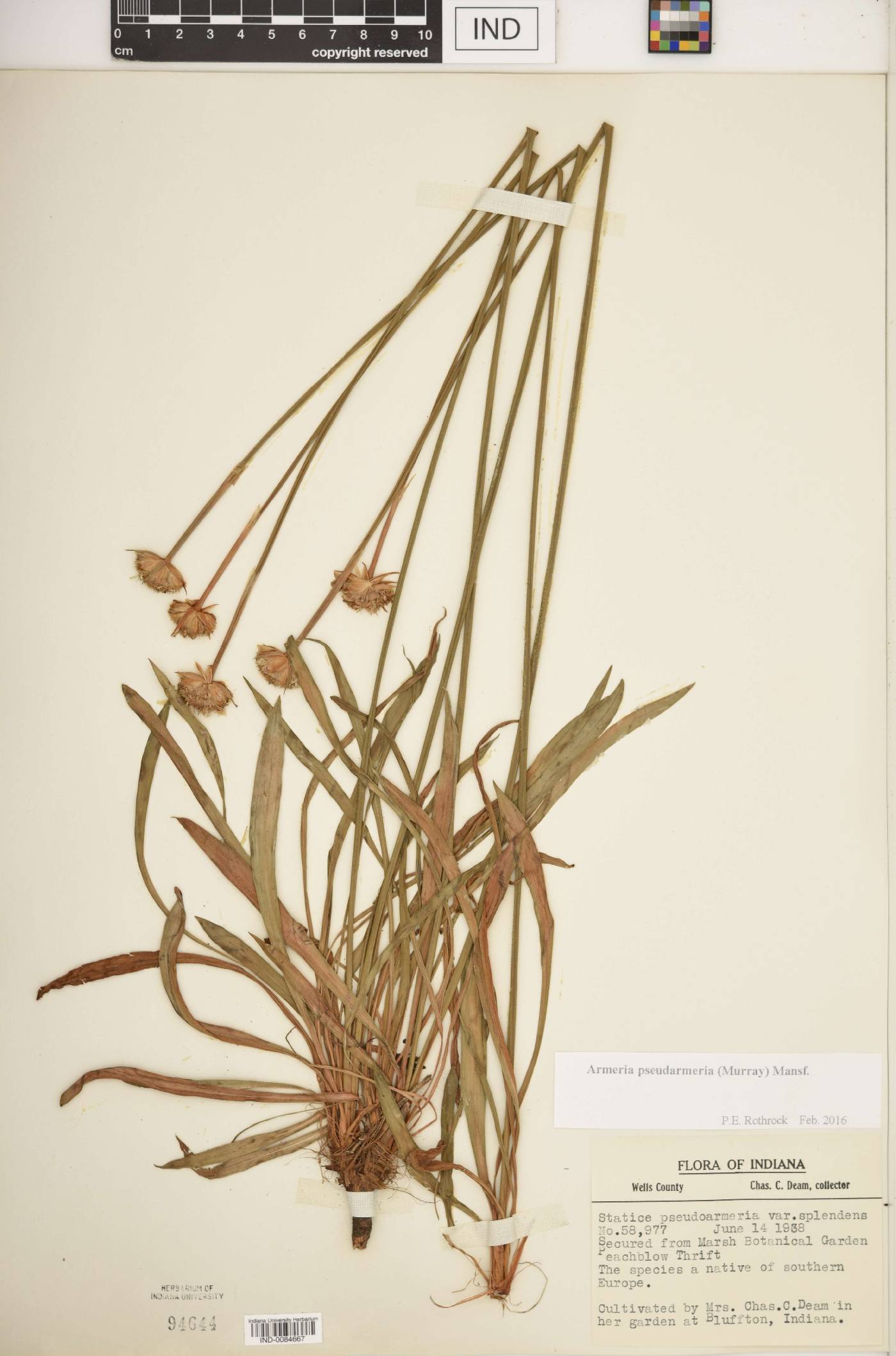 Armeria pseudarmeria image