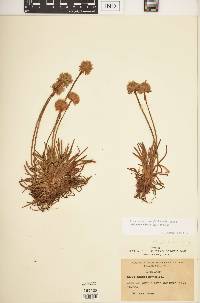 Armeria maritima image