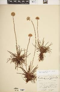 Armeria maritima subsp. sibirica image