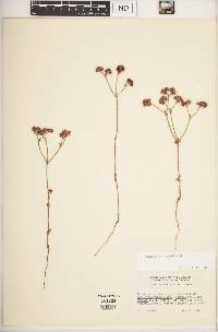 Chorizanthe nortonii image