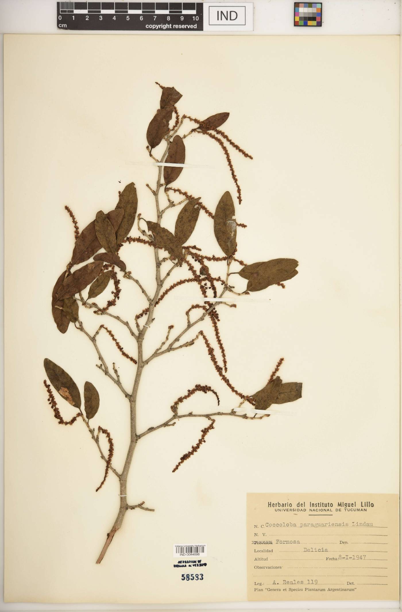 Coccoloba paraguariensis image