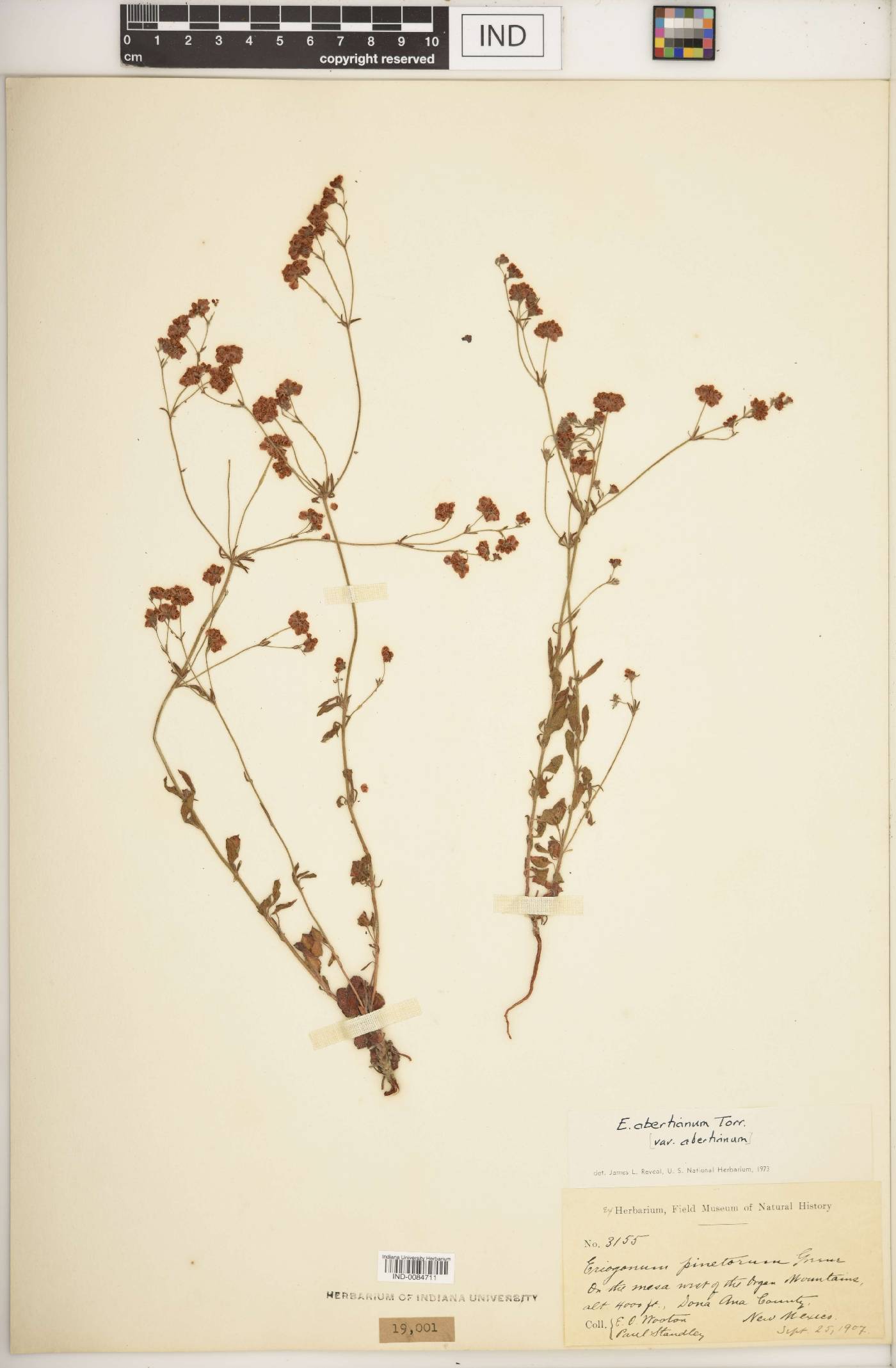Eriogonum abertianum var. abertianum image
