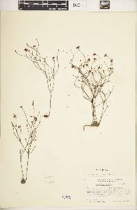 Eriogonum apricum var. apricum image