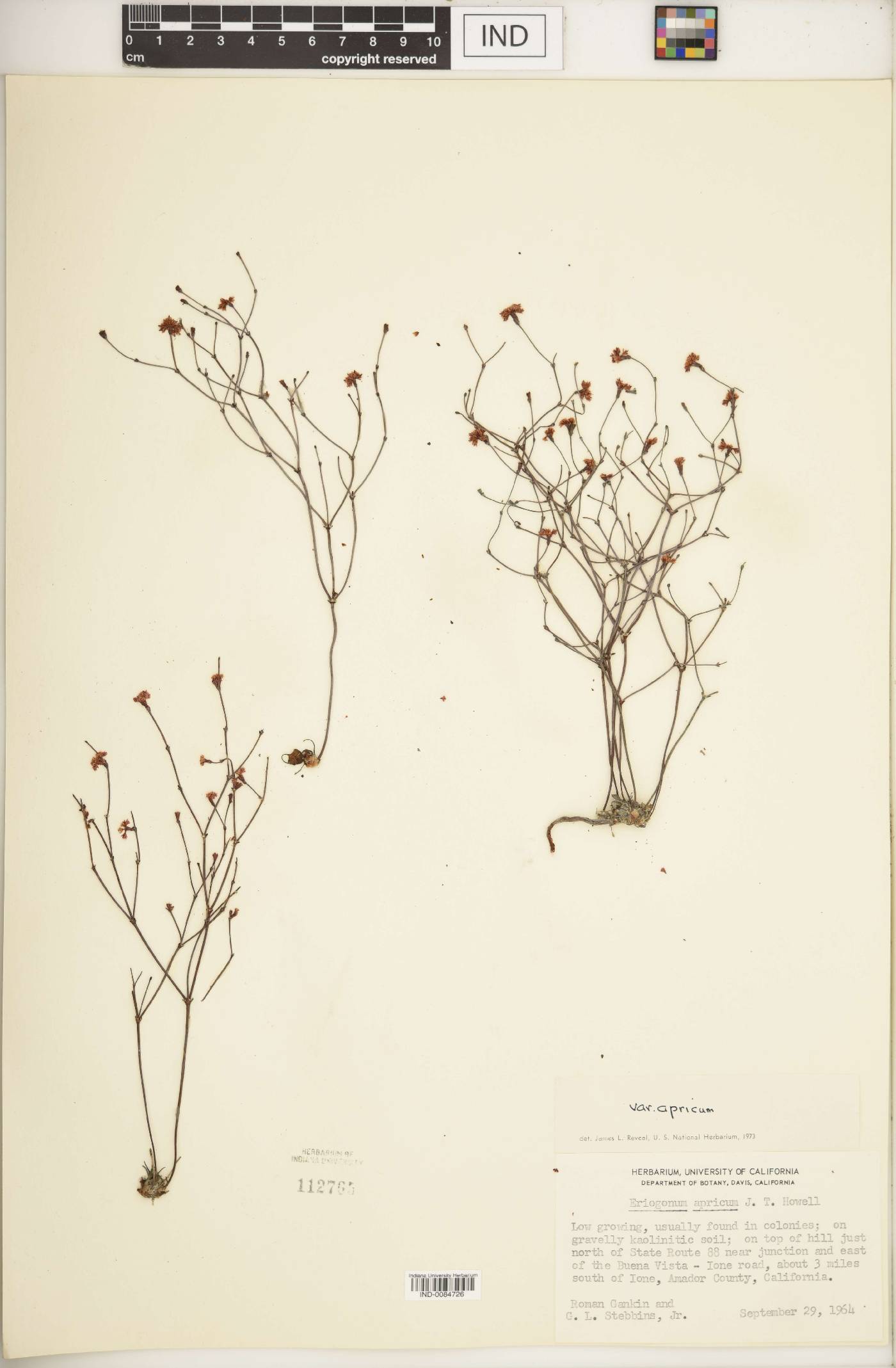 Eriogonum apricum var. apricum image