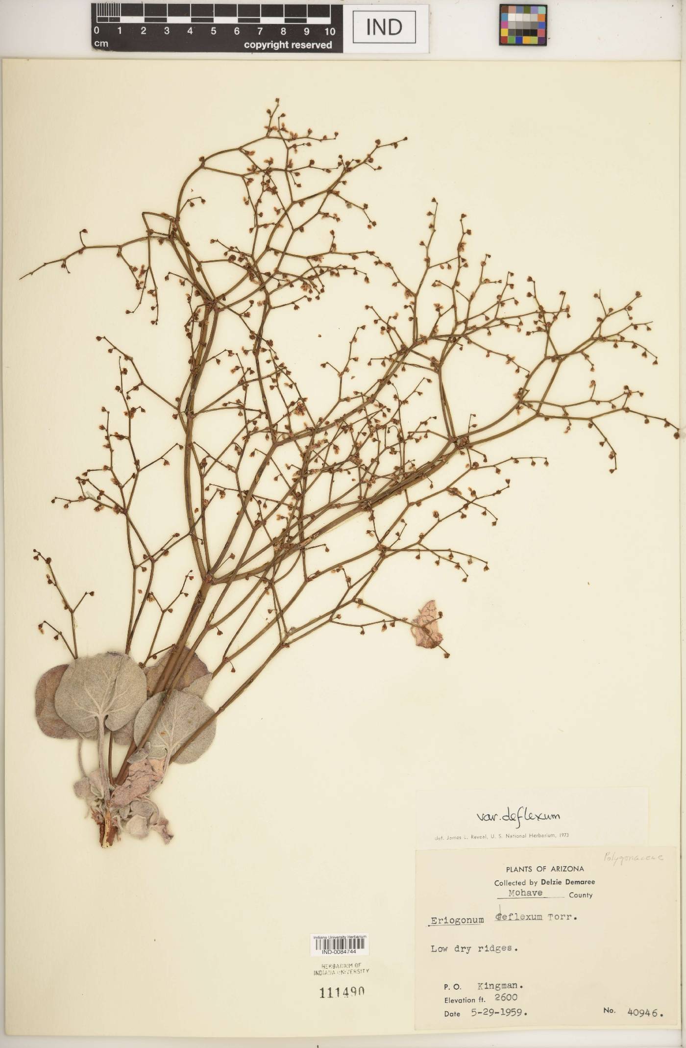 Eriogonum deflexum subsp. deflexum image