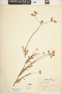 Eriogonum fasciculatum var. polifolium image