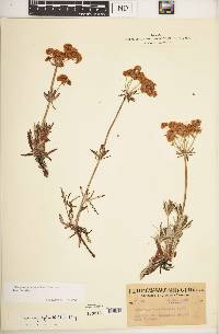 Eriogonum heracleoides image