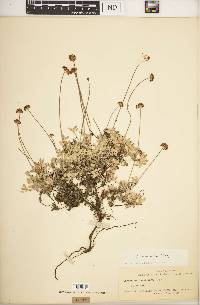 Eriogonum incanum image