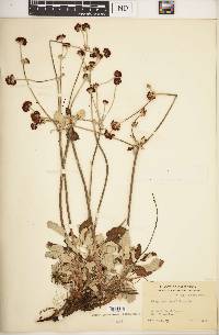 Eriogonum latifolium image