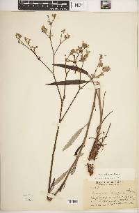 Eriogonum longifolium var. lindheimeri image