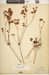 Eriogonum nudum var. deductum image