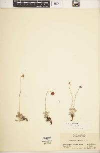 Eriogonum ovalifolium var. ovalifolium image