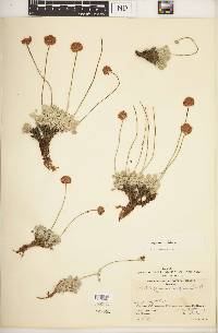 Eriogonum ovalifolium image