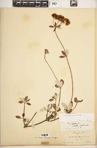 Eriogonum polyanthum image