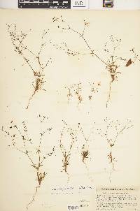 Eriogonum spergulinum image