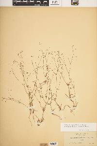 Eriogonum spergulinum image