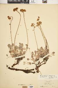 Eriogonum strictum var. anserinum image