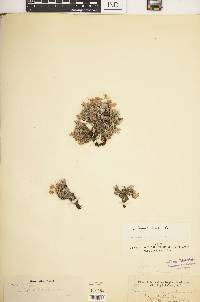 Eriogonum thymoides image