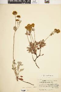 Eriogonum umbellatum var. furcosum image