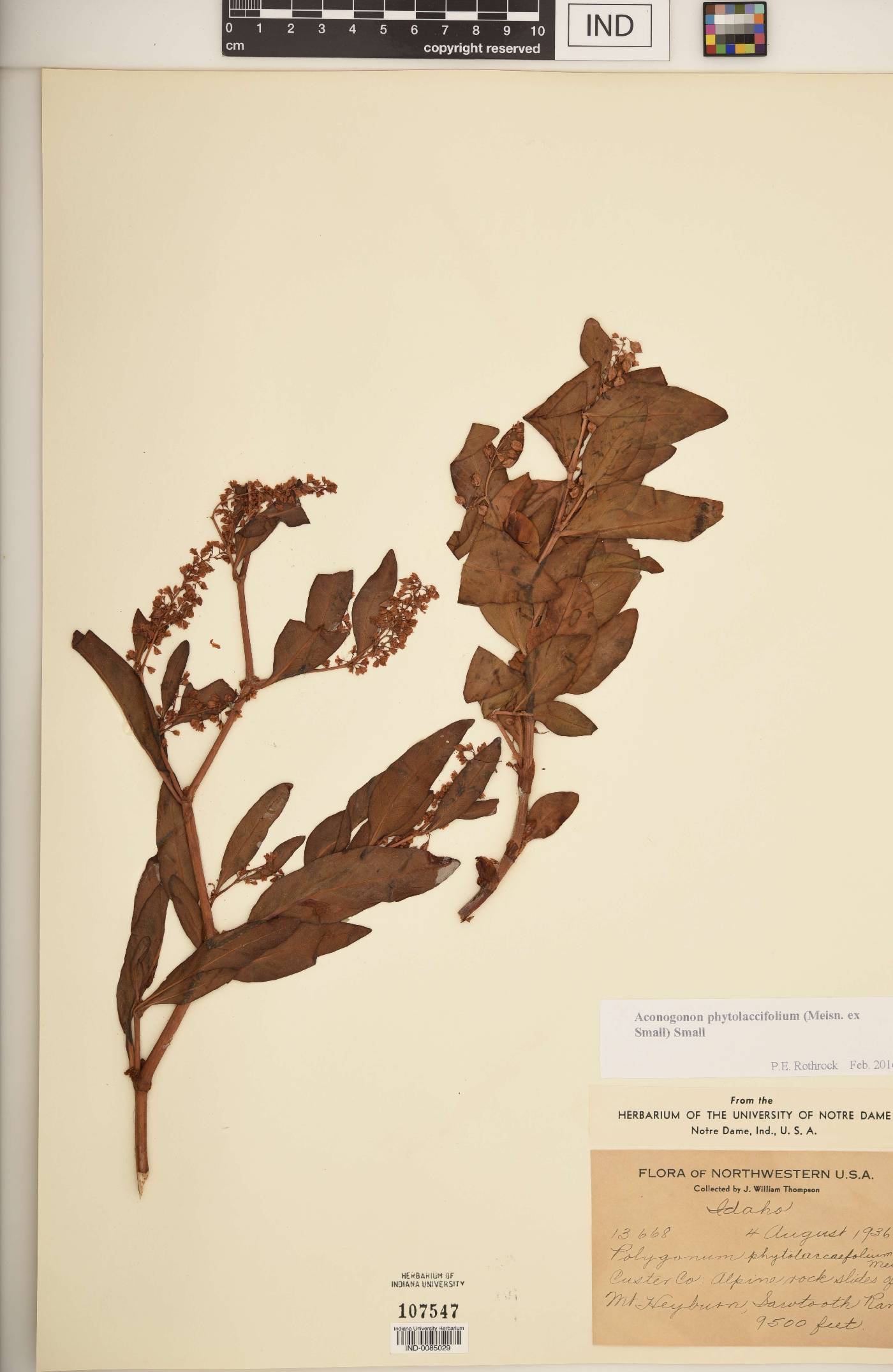 Aconogonon phytolaccifolium image