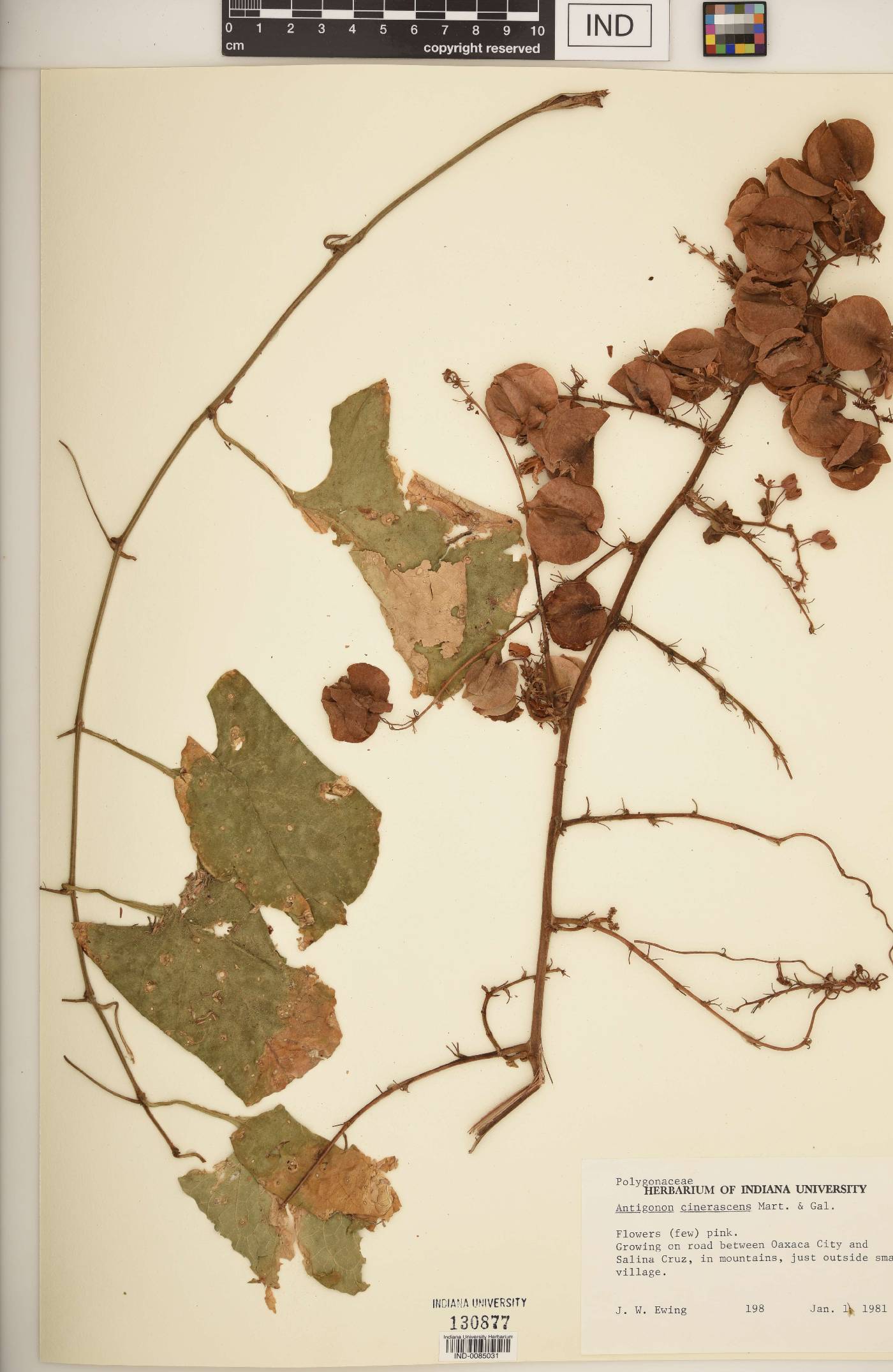 Antigonon cinerascens image