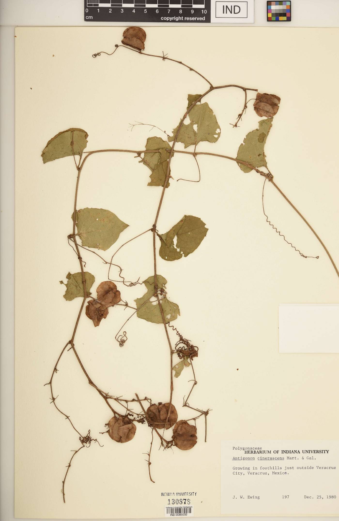 Antigonon cinerascens image