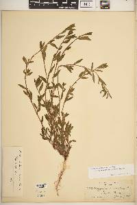 Polygonum aviculare subsp. rurivagum image