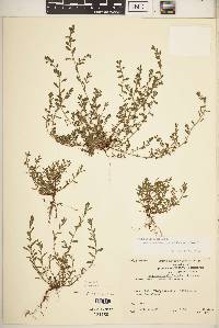 Polygonum aviculare var. buxiforme image